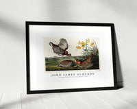 John James Audubon - Pinnated Grouse from Birds of America (1827)