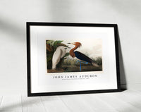 John James Audubon - Purple Heron from Birds of America (1827)