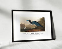 John James Audubon - Blue Crane or Heron from Birds of America (1827)