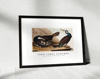 John James Audubon - Common Cormorant from Birds of America (1827)