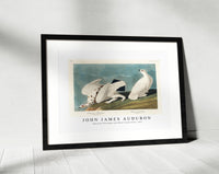 John James Audubon - American Ptarmigan and White-tailed Grous from Birds of America (1827)