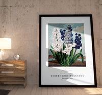 Robert John Thornton - Hyacinths from The Temple of Flora (1807)