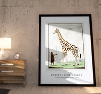 Robert Jacob Gordon - Giraffa camelopardalis giraffe (1779)