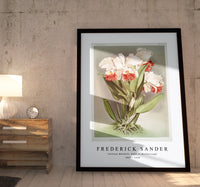 Frederick Sander - Cattleya Mendelli, Duke of Marlborough from Reichenbachia Orchids-1847-1920