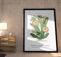 Robert Jacob Gordon - Hoodia gordonii Bushman’s hat (1777–1786)