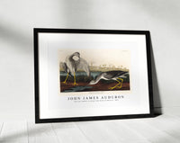 John James Audubon - Tell-tale Godwit or Snipe from Birds of America (1827)