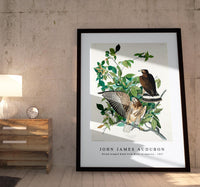 John James Audubon - Broad-winged Hawk from Birds of America (1827)