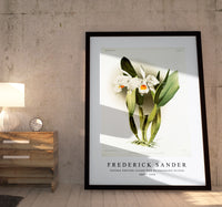 Frederick Sander - Cattleya eldorado crocata from Reichenbachia Orchids-1847-1920