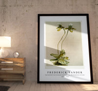 Frederick Sander - Cypripedium lawrenceanum hyeanum from Reichenbachia Orchids-1847-1920