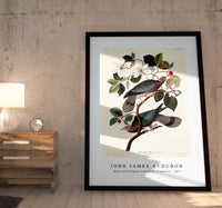 John James Audubon - Band-tailed Pigeon from Birds of America (1827)