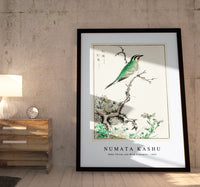 Numata Kashu - Ruby Throat and Wild Camomile illustration from Pictorial Monograph of Birds (1885)