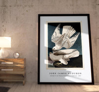 John James Audubon - Iceland or Jer Falcon from Birds of America (1827)