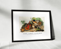 John James Audubon - Ruffed Grouse from Birds of America (1827)