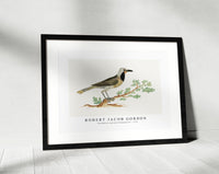 Robert Jacob Gordon - Telephorus zeylonus Bokmakierie (ca.1778)