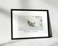 Numata Kashu - Spectacled Teal and Snow-bent Bamboo illustration from Pictorial Monograph of Birds (1885)