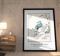 Numata Kashu - Night Heron and Little Egret illustration from Pictorial Monograph of Birds (1885)
