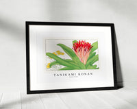 Tanigami Konan - Ananas flower