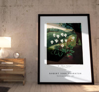 Robert John Thornton - The Persian Cyclamen from The Temple of Flora (1807)