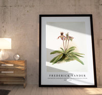 Frederick Sander - Cypripedium oenanthum superbum from Reichenbachia Orchids-1847-1920