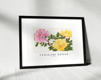 Tanigami Konan - Rose flower