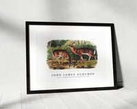 John James Audubon - Deer or Virginian Deer (Cervus Virginianus)(1845)