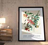 John James Audubon - Ruby-throated Humming Bird from Birds of America (1827)