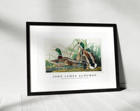 John James Audubon - Mallard Duck from Birds of America (1827)