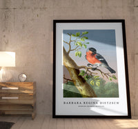 Barbara Regina Dietzsch - Goudvink (Eurasian Bullfinch)