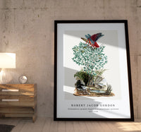 Robert Jacob Gordon - Dictyophorus spumans Koppie foam grasshopper perhched on a Zygophyllum sp. (Caper bean) (1777–1786)