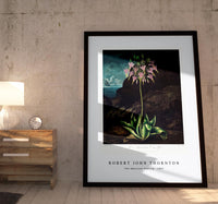 Robert John Thornton - The American Cowslip from The Temple of Flora (1807)