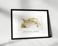 Frederick Sander - Coelogyne pandurata from Reichenbachia Orchids-1847-1920