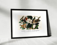 John James Audubon - Black-billed Cuckoo from Birds of America (1827)