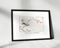 Numata Kashu - Brown-eared Bulbul and Dioecious Holly illustration from Pictorial Monograph of Birds (1885)