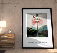 Robert John Thornton - Large–Flowering Sensitive Plant from The Temple of Flora (1807)