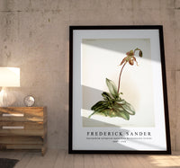 Frederick Sander - Cypripedium selligerum majus from Reichenbachia Orchids-1847-1920