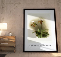 Frederick Sander - Cypripedium lathamianum inversum from Reichenbachia Orchids-1847-1920