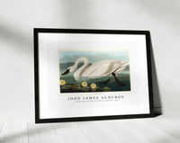 John James Audubon-Common American Swan from Birds of America (1827)