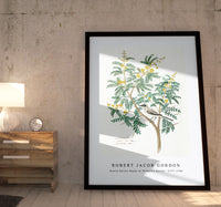 Robert Jacob Gordon - Acacia karroo Hayne or Vachellia karroo (1777–1786)