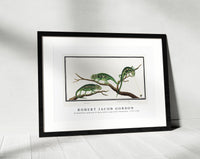 Robert Jacob Gordon - Bradypodion pumilum in three poses cape dwarf chameleon (1777–1786)