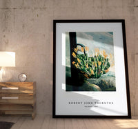 Robert John Thornton - The Aloe from The Temple of Flora (1807)