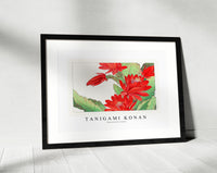 Tanigami Konan - Phyiiocactus flower