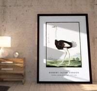 Robert Jacob Gordon - Struthio camelus Struisvogel (1777–1786)