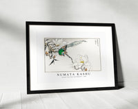 Numata Kashu - Chinese Tree Pipit and Magnolia illustration from Pictorial Monograph of Birds (1885)