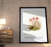 Frederick Sander - Cypripedium tautzianum from Reichenbachia Orchids-1847-1920