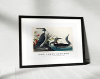 John James Audubon - Red-Throated Diver from Birds of America (1827)