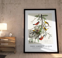 John James Audubon - Orchard Oriole from Birds of America (1827)