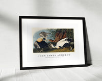 John James Audubon - Eider Duck from Birds of America (1827)