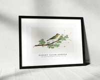 Robert Jacob Gordon - Zosterops pallidus Orange River white-eye (1777–1786)