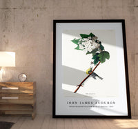 John James Audubon - Yellow-throated Vireo from Birds of America (1827)