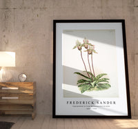 Frederick Sander - Cypripedium lo from Reichenbachia Orchids-1847-1920